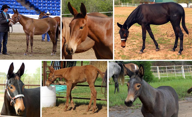 We are expecting an outstanding foal crop in 2012!